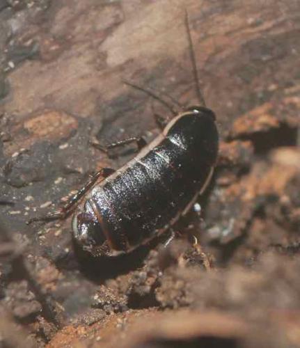 Réf. 316 190 : Loboptera decipiens